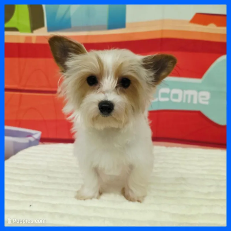 Gizmo – Morkie puppy for sale in Austin, TX
