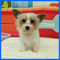 Gizmo, a male Morkie for sale in Austin, TX – 1 of 3