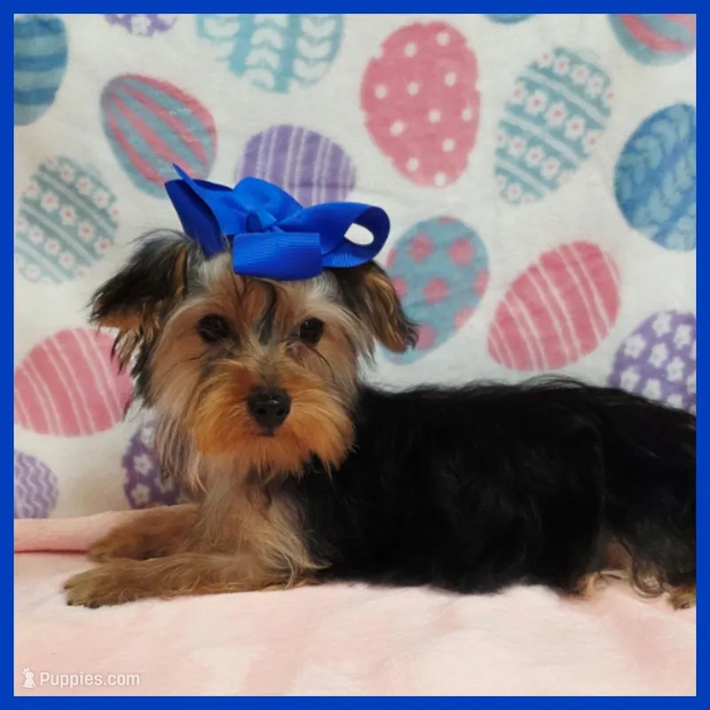 Quillage – Morkie puppy for sale in Austin, TX