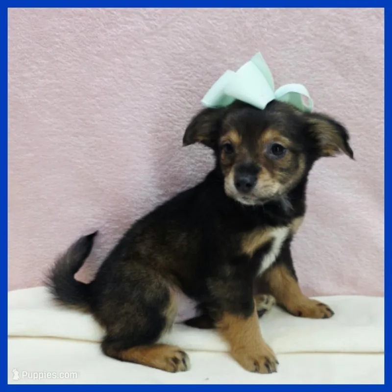 Nugget – Miniature Schnauzer puppy for sale in Austin, TX