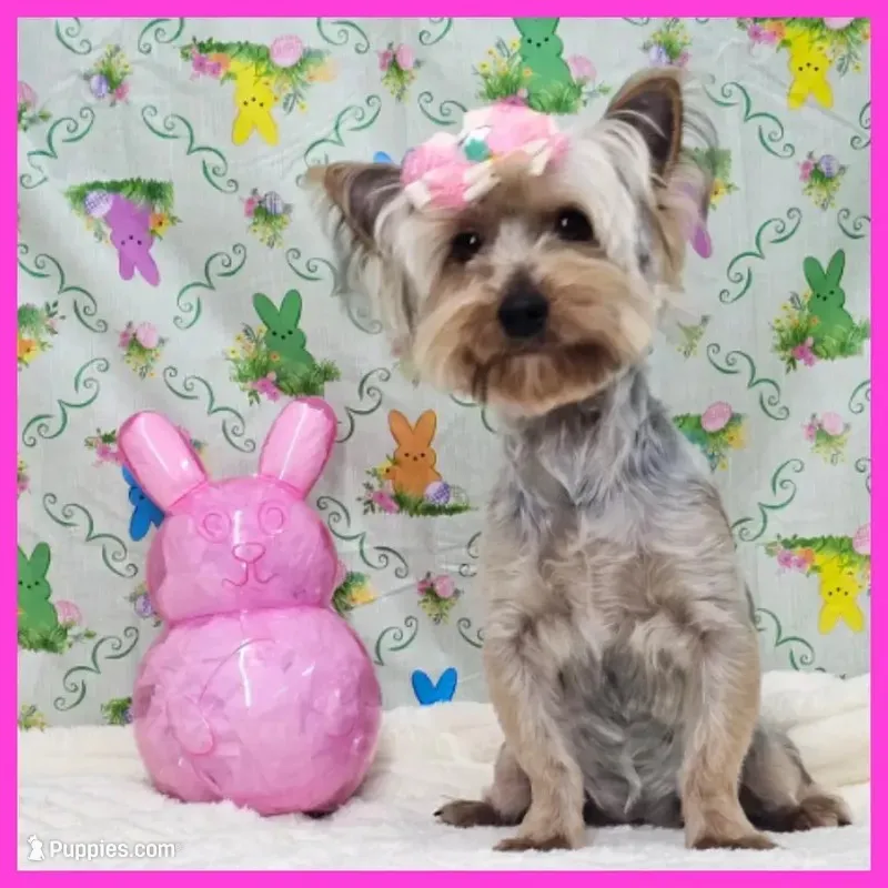Flora – Yorkshire Terrier puppy for sale in Taylor, TX