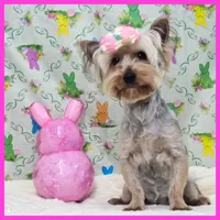 Flora, a female Yorkshire Terrier for sale in Taylor, TX – 1 of 5