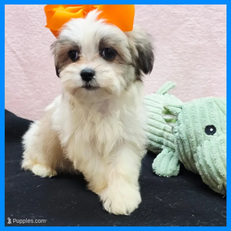 Issac – Maltese, Shih Tzu puppy for sale in Austin, TX
