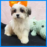 Issac, a male Maltese and Shih Tzu for sale in Austin, TX – 1 of 4