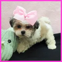 Isabella, a female Maltese and Shih Tzu for sale in Austin, TX – 4 of 4