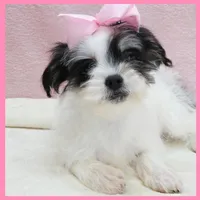 Josie, a female Yorkipoo for sale in Austin, TX – 4 of 7