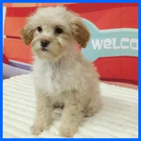 Kevin, a male Poodle - Miniature  for sale in Austin, TX – 3 of 3