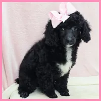 Katie, a female Poodle - Miniature  for sale in Austin, TX – 3 of 4
