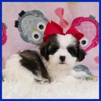 Betty, a female Maltipoo for sale in Austin, TX – Photo 3 of 4