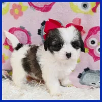 Betty, a female Maltipoo for sale in Austin, TX – Photo 4 of 4