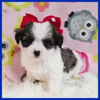 Betty, a female Maltipoo for sale in Austin, TX – Photo 1 of 4
