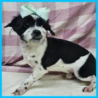 Eddie, a male Pug and Shih Tzu for sale in Austin, TX – 3 of 5