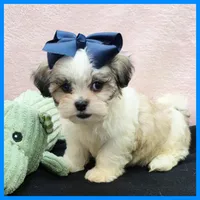 Isaiah, a male Maltese and Shih Tzu for sale in Austin, TX – 3 of 4