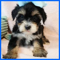 Jax, a male Yorkipoo for sale in Austin, TX – 2 of 3