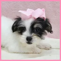 Josie, a female Yorkipoo for sale in Austin, TX – 5 of 7