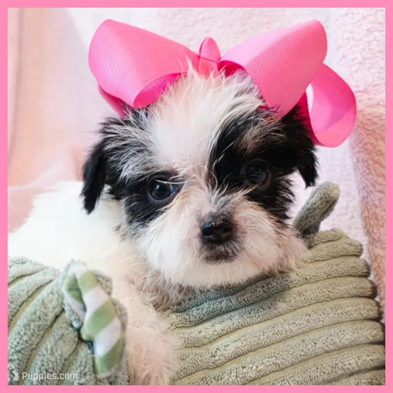 Josie – Yorkipoo puppy for sale in Austin, TX