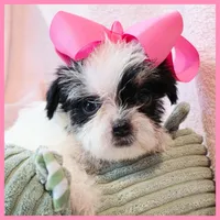 Josie, a female Yorkipoo for sale in Austin, TX – 1 of 3