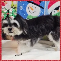 Bonnie, a female Maltese and Shih Tzu for sale in Austin, TX – Photo 4 of 4