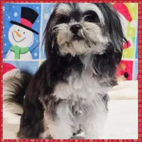 Bonnie, a female Maltese and Shih Tzu for sale in Austin, TX – Photo 3 of 4