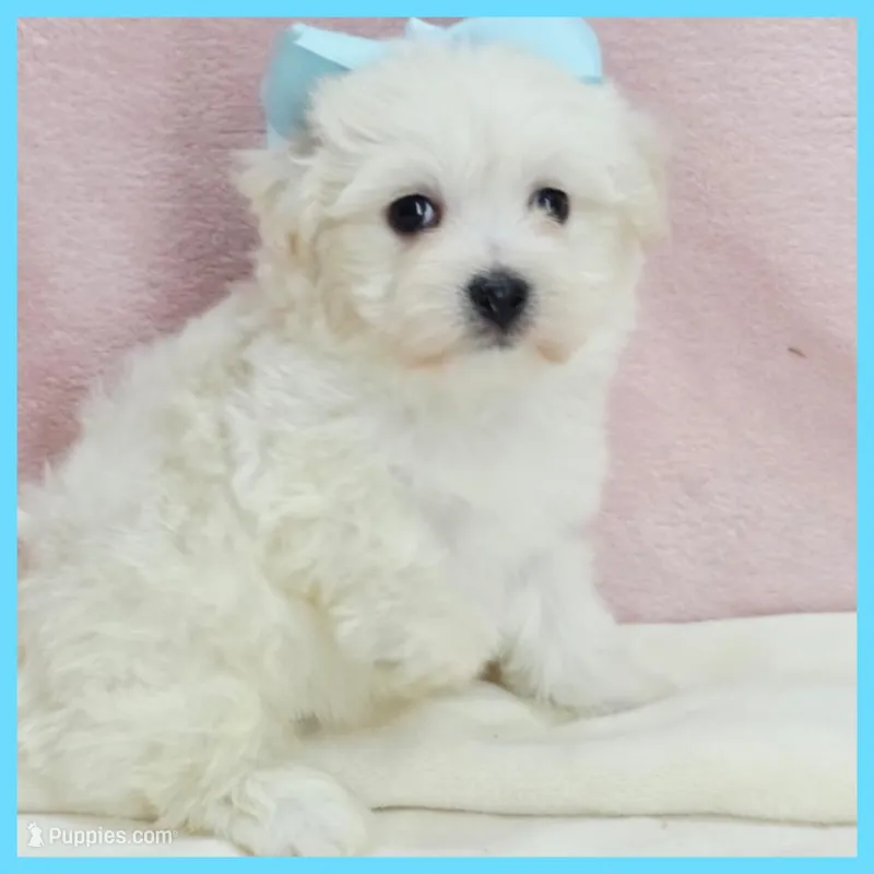 Mason – Maltipoo puppy for sale in Austin, TX