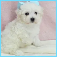 Mason, a male Maltipoo for sale in Austin, TX – 1 of 4