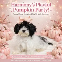 Harmony, a female Morkie for sale in Taylor, TX – 3 of 6
