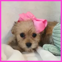 Iris, a female Pug and Yorkshire Terrier for sale in Austin, TX – 3 of 3