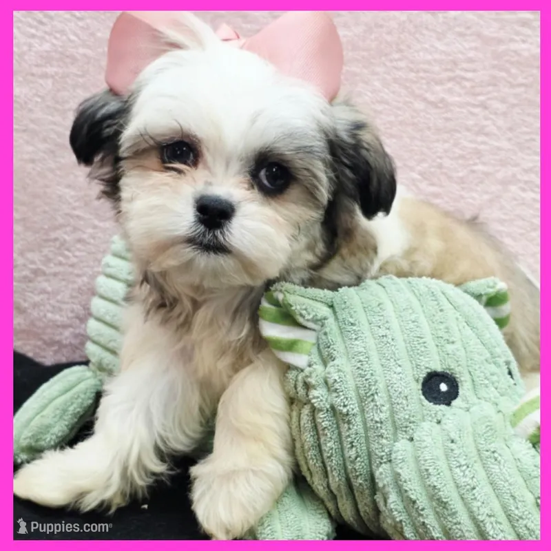 Ivy – Maltese, Shih Tzu puppy for sale in Austin, TX