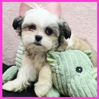 Ivy, a female Maltese and Shih Tzu for sale in Austin, TX – 1 of 4
