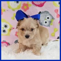 Buttons, a male Maltipoo for sale in Austin, TX – Photo 3 of 3