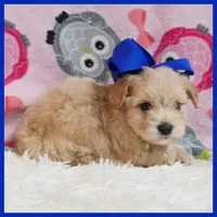 Buttons, a male Maltipoo for sale in Austin, TX – Photo 2 of 3
