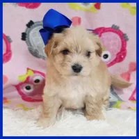 Buttons, a male Maltipoo for sale in Austin, TX – Photo 1 of 3