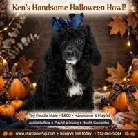 Ken, a male Poodle - Miniature  for sale in Taylor, TX – 5 of 5