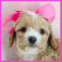 Layla, a female Maltipoo for sale in Austin, TX – 4 of 4