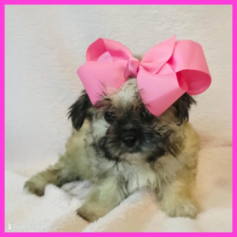 Ivy – Pug, Yorkshire Terrier puppy for sale in Austin, TX
