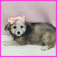 Maya, a female Maltipoo for sale in Austin, TX – 3 of 3