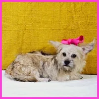 Emily, a female Pug and Shih Tzu for sale in Taylor, TX – 5 of 5