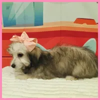 Maya, a female Maltipoo for sale in Austin, TX – 4 of 4