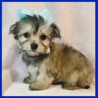 Issac, a male Pug and Yorkshire Terrier for sale in Austin, TX – 1 of 3