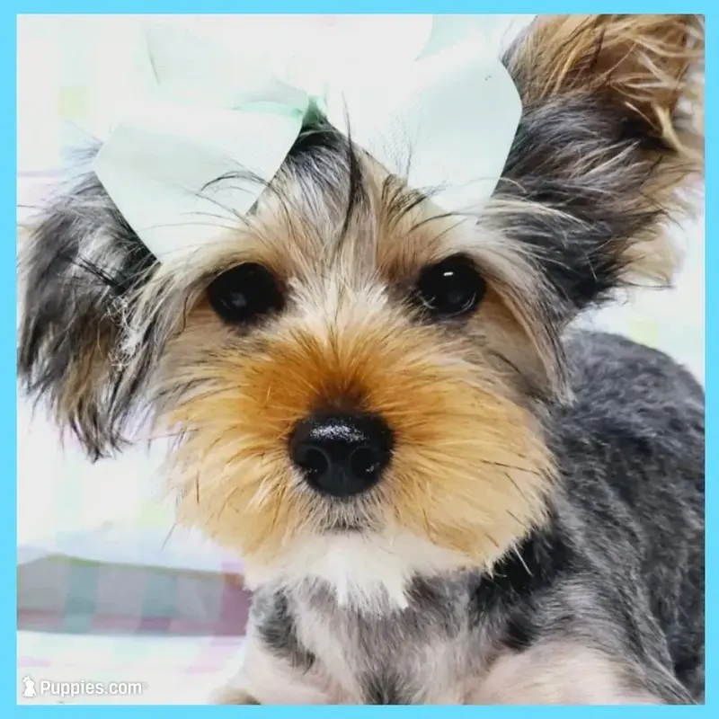 Felipe – Yorkshire Terrier puppy for sale in Taylor, TX
