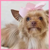 Abby, a female Yorkshire Terrier for sale in Austin, TX – 2 of 4