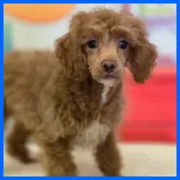 Kyle, a male Poodle - Miniature  for sale in Austin, TX – 1 of 3
