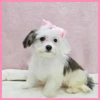 Maggie, a female Maltipoo for sale in Austin, TX – 2 of 3