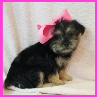 Indigo, a female Pug and Yorkshire Terrier for sale in Austin, TX – 2 of 3