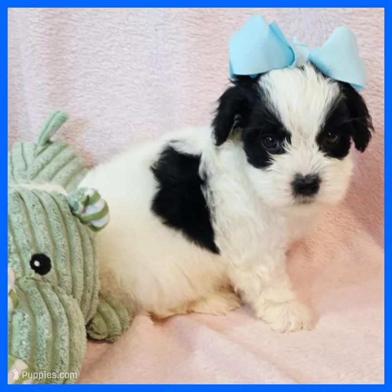 Jonas – Yorkipoo puppy for sale in Austin, TX