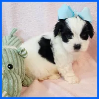 Jonas, a male Yorkipoo for sale in Austin, TX – 1 of 3