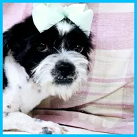 Eddie, a male Pug and Shih Tzu for sale in Austin, TX – 4 of 5