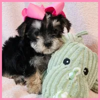 Jenna, a female Yorkipoo for sale in Austin, TX – 2 of 3