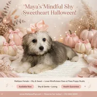 Maya, a female Maltipoo for sale in Taylor, TX – 4 of 5