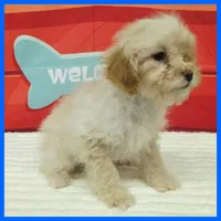 Kevin, a male Poodle - Miniature  for sale in Taylor, TX – 2 of 4